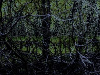 Il bosco
  (24)