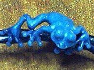 rana arrampicatrice