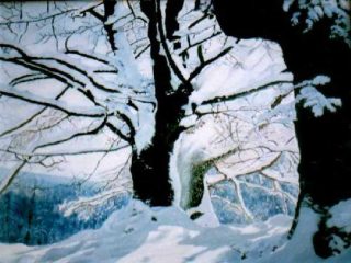 Paesaggio innevato 2
Olio su tela

