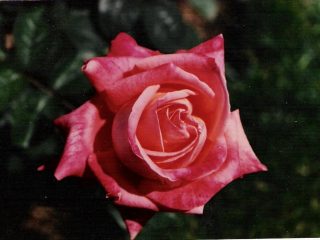 Omaggio ad Antonella Barbera