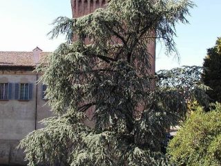 cedro abbattuto per sciatteria mentale