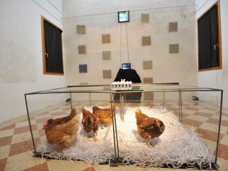 'ovetto sul pollaio'
installazione 
con video dedicato