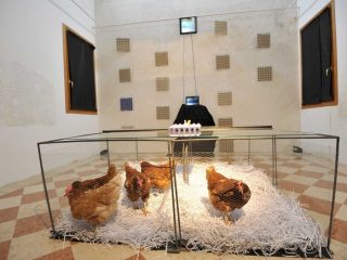 'ovetto sul pollaio'
installazione 
con video dedicato