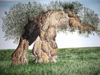 Ulivo piegato al vento - cm 40x30 - acuqerello - 2009