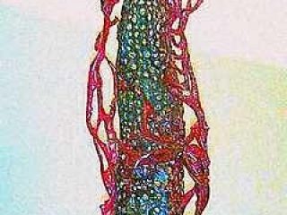 scultura in pet