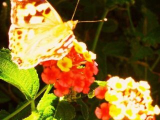 Fortunato è il fiore su cui posano soffi di farfalle le cui ali le fate han dipinto con polvere di stelle!!!

Crissi Piras
E' UNA MAIL ART