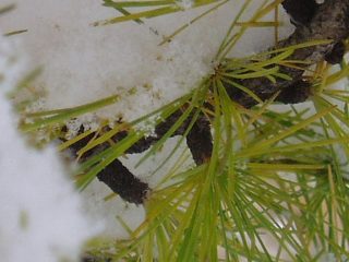 Ciuffi di larice e neve
