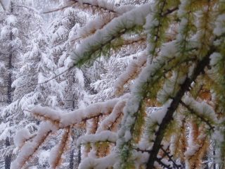 Larici e neve