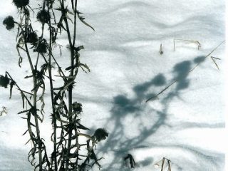 solo il cardo è in fiore......