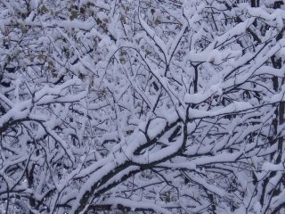 Faggio nella Neve