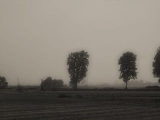:: Trees