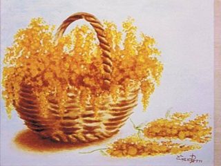 Mimosa.
Olio su tela (40x50)