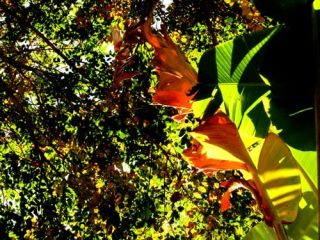 Series leaves
leaves 02