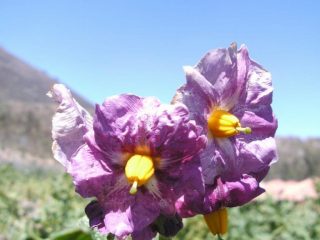 LA FLOR DE PAPA