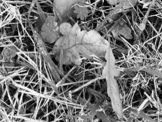 Località Borgo Tre Rose di Montepulciano (SI), Erba, ore 9:10 del 07/08/2009 stato dissonante-dissolvente
2009