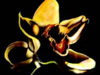 \" Orchidea \", 2009, elaborazione digitale, 20 cm x 20 cm.