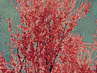 albero magico