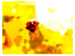 un fiore di fuoco