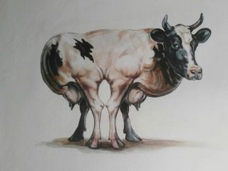 Bovis Maculata . Anno 2019 cm 40 x 55 acrilico su tela