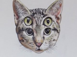  Cattus oculis 2018 acrilico su tela
