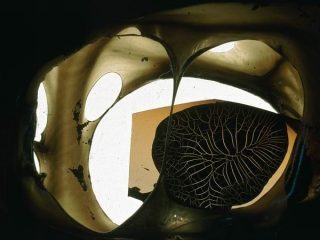 Titolo: NELLA MENTE 
(Diart n° 219)
dedicata ad Alberto Burri
