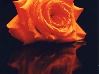    ROSA
Fotografia