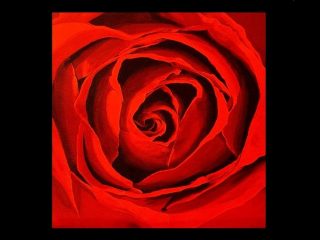 Rosa Rossa 
Olio su tela