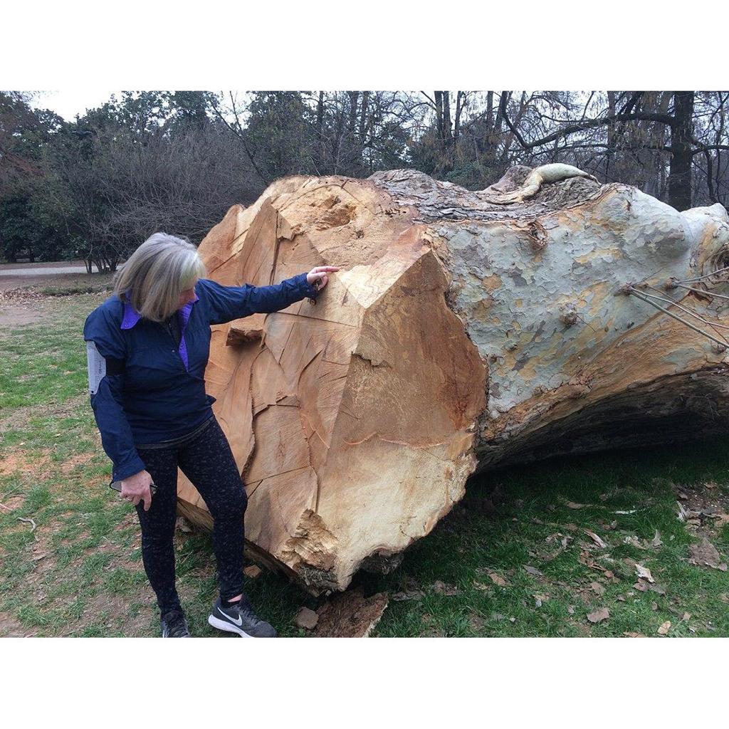 Questo tronco è la mia opera d’artehttps://www.exibart.com/repository/media/formidable/11/068af369-07b5-476f-9003-e234f9c67d4d-1.jpg