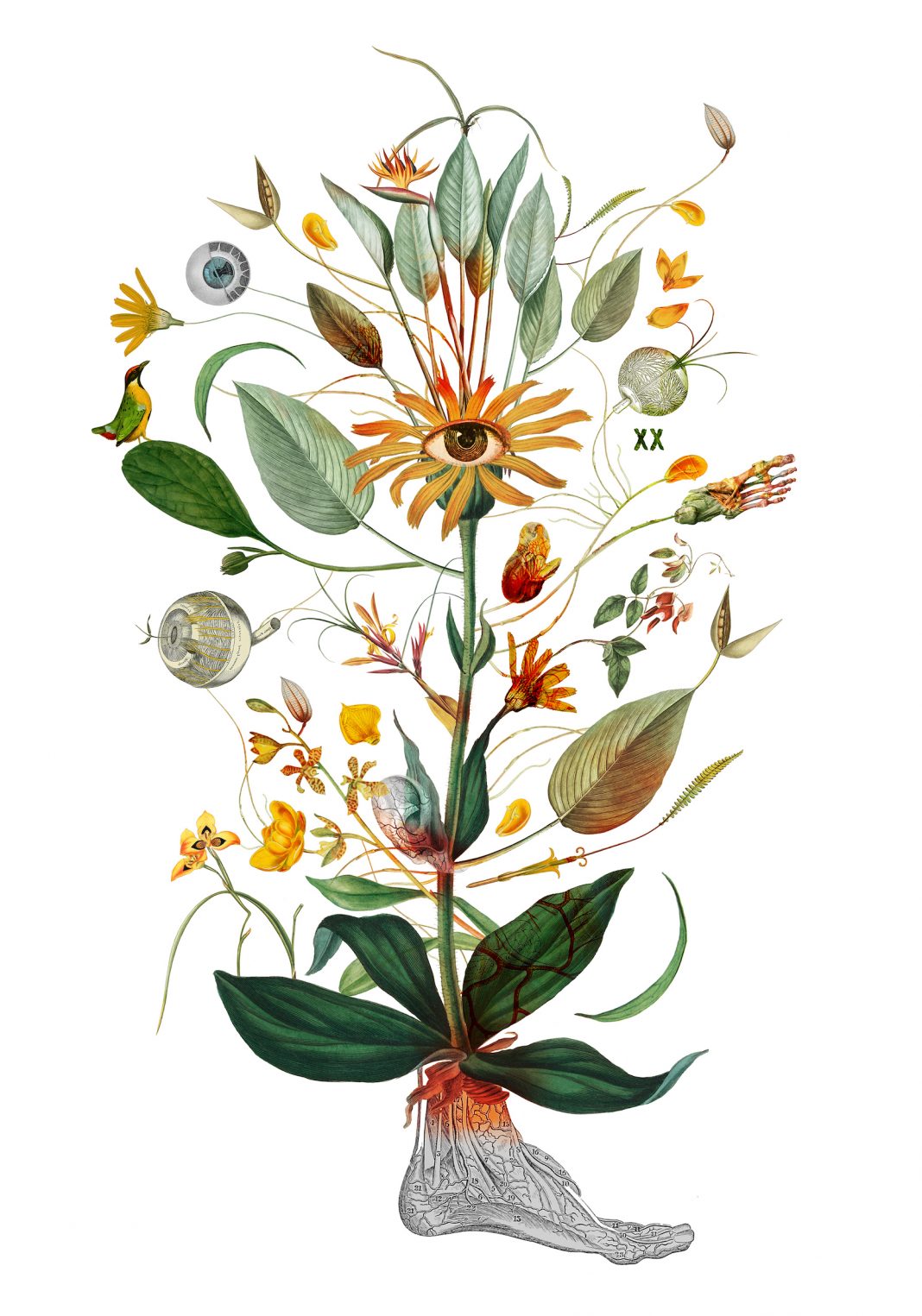 Herbarium vagans. Disegni itineranti tra botanica e artehttps://www.exibart.com/repository/media/formidable/11/Paola-Tassetti_Arnica-Ocŭlus-Auditivus-XX-inflorescĕre_small-1068x1525.jpg