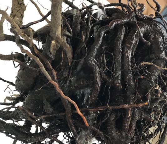 Cinzia Colombo – Un albero vivo per uno morto (atto II)