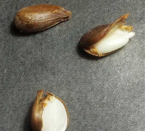 Ali Farahzad – Semi bianchi che si nascondono nelle loro pellicole scure