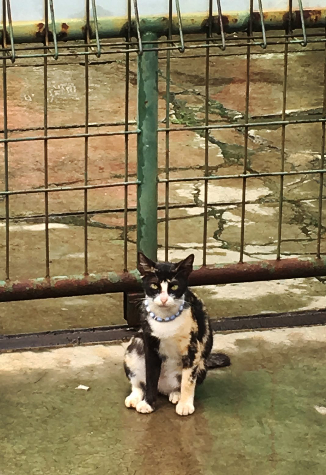 Libby Rothfeld – Everybody Knowshttps://www.exibart.com/repository/media/formidable/11/cenci_cartaceo-1-1068x1553.jpg