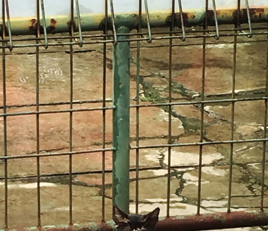 Libby Rothfeld – Everybody Knows