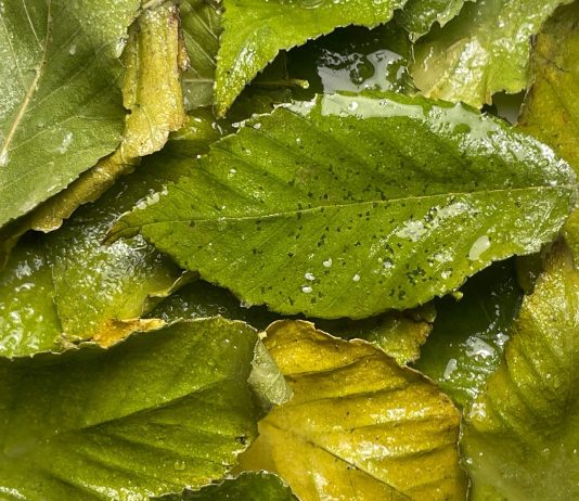 Silvia Cini – Sinantropico