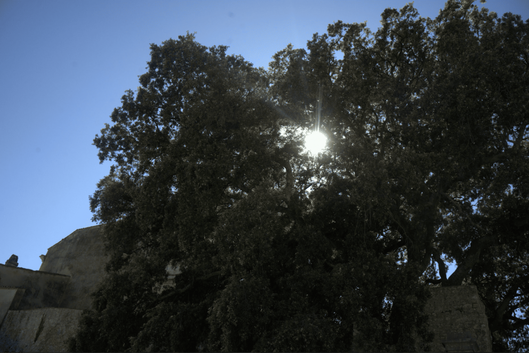 Sottosopra Sottoboscohttps://www.exibart.com/repository/media/formidable/11/img/082/Vacunalia-V-3-1068x713.png