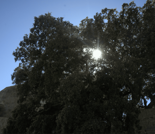 Sottosopra Sottobosco