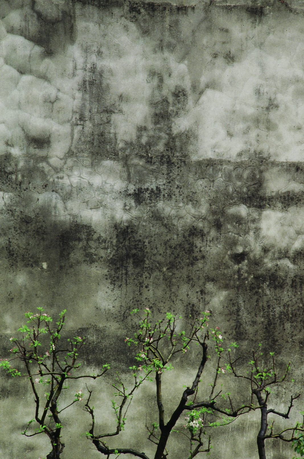 Carlo Mauri – L’albero (e il muro)https://www.exibart.com/repository/media/formidable/11/img/0ab/Carlo-Mauri-min-1068x1611.jpg