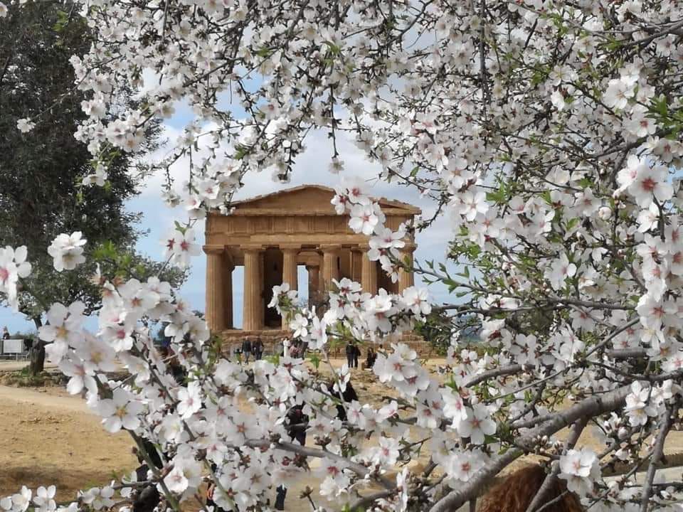 76° Mandorlo in Fiore nella Città dei Templihttps://www.exibart.com/repository/media/formidable/11/img/271/mandorlo.jpeg