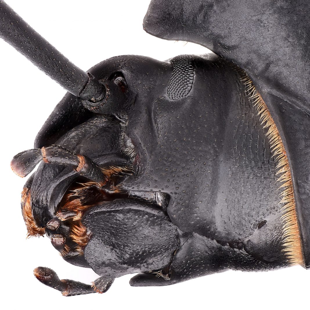 Francesco Sacco – Biodiversità Ritratta:  un bacarozzo chiamato bacarozzohttps://www.exibart.com/repository/media/formidable/11/img/2a5/bacarozzoLLLow-1068x1068.jpg