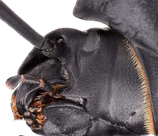 Francesco Sacco – Biodiversità Ritratta:  un bacarozzo chiamato bacarozzo