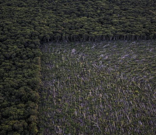 Nadia Shira Cohen – God’s Honey