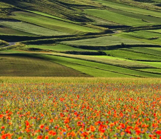 Silenzi oltre il Velo