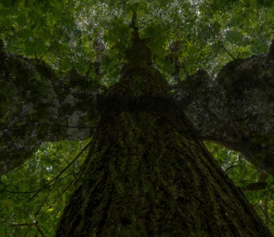 Saranno gli alberi che salveranno il mondo?