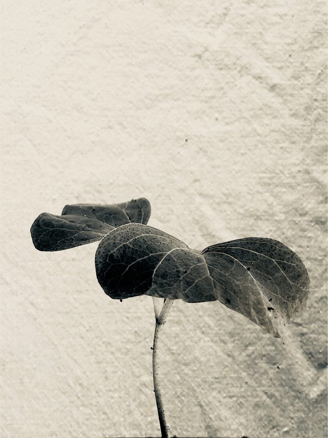 Mandra Stella Cerrone – Gandhi filava a mano il cotone della liberazionehttps://www.exibart.com/repository/media/formidable/11/img/3dc/M.S.-Cerrone-Gandhi-filava-a-mano-il-cotone-della-liberazione-performance-2025-foto-e-courtesy-lartista-2-1068x1424.jpg