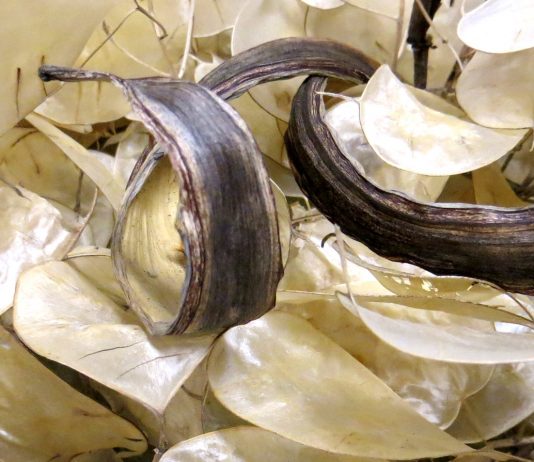 Mauro Bagella / Lisa Monna – Le stagioni della memoria