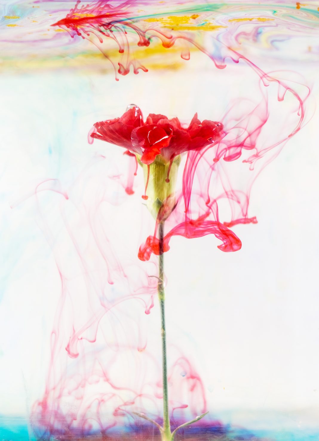 Stefania Ricci – Stefania Ricci nel mondo delle meravigliehttps://www.exibart.com/repository/media/formidable/11/img/4b3/garofano1047691_web-1068x1475.jpg