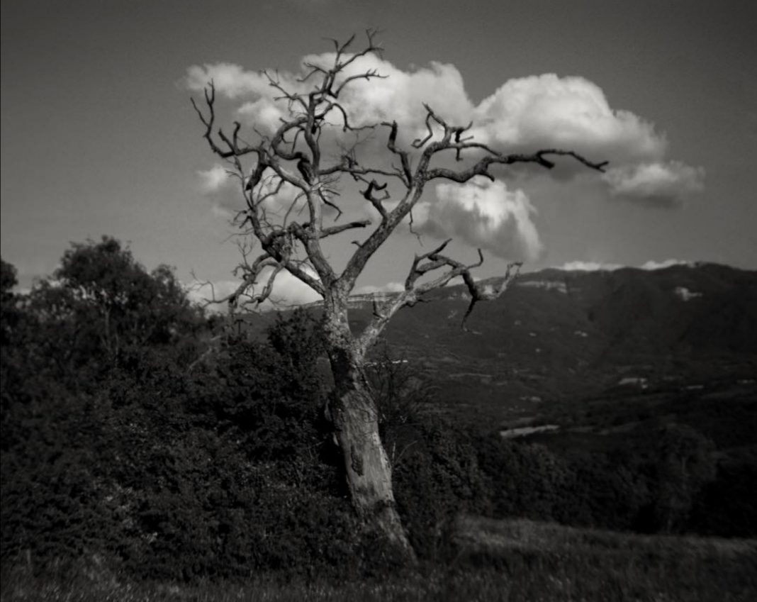 Fratelli Calgaro – La Natura ama nascondersihttps://www.exibart.com/repository/media/formidable/11/img/4f9/Fratelli-Calgaro_La-Natura-Ama-Nascondersi_1-1068x849.jpg