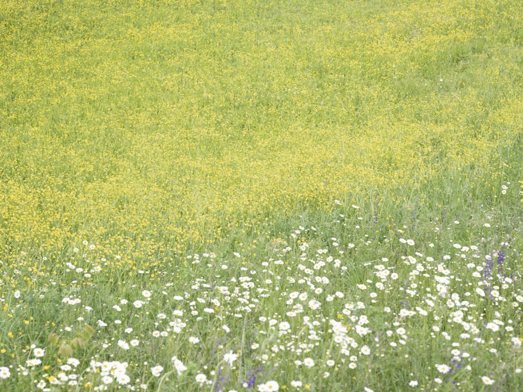 Paola De Pietri – In superficie. Appunti sulla naturahttps://www.exibart.com/repository/media/formidable/11/img/56d/PdP-Senza-titolo-2024-inkjet-print-on-cotton-paper-diptych-cm-693x864-each_1-1068x801.jpg