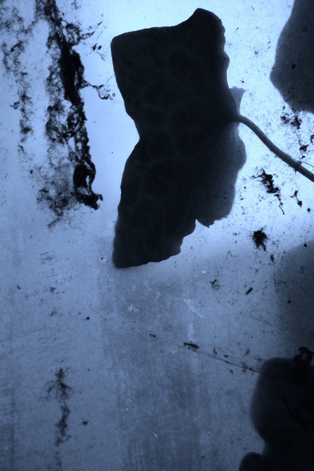 Manuel Canelles – In Vitrohttps://www.exibart.com/repository/media/formidable/11/img/5ab/In-Vitro-1-1068x1602.jpg