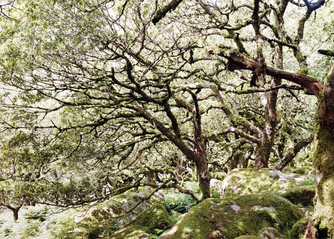 Fiorella Iacono – Lo stato delle cosehttps://www.exibart.com/repository/media/formidable/11/img/5da/Wistman-002-copy-1068x763.jpg